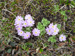 <i>Primula walshii </i>