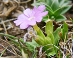 <i>Primula walshii </i>