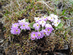 <i>Primula walshii </i>