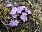 <i>Primula walshii </i>