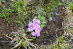 <i>Primula walshii </i>