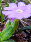 <i>Primula walshii </i>