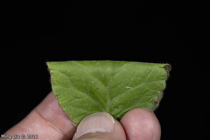 <i>Primula wangii </i>