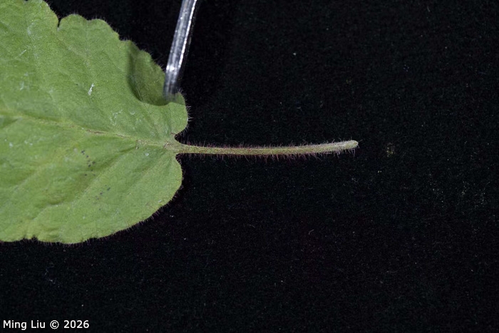 <i>Primula wangii </i>