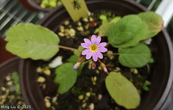 <i>Primula wangii </i>
