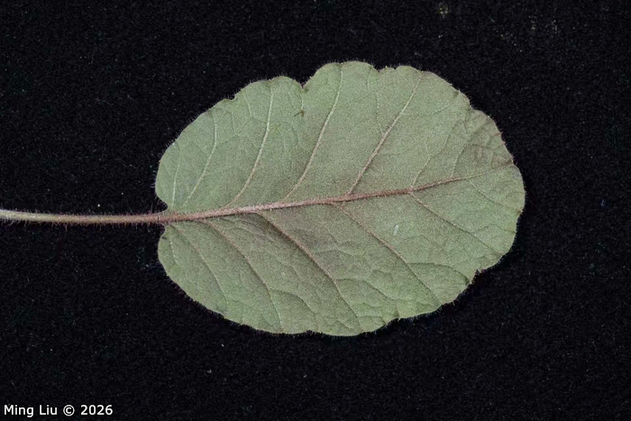<i>Primula wangii </i>