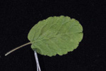 <i>Primula wangii </i>