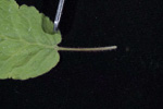 <i>Primula wangii </i>
