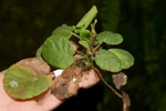 <i>Primula wangii </i>