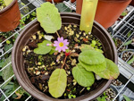 <i>Primula wangii </i>
