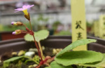 <i>Primula wangii </i>