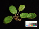 <i>Primula wangii </i>