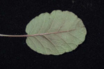 <i>Primula wangii </i>