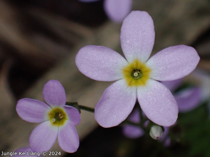 <i>Primula wannanensis </i>