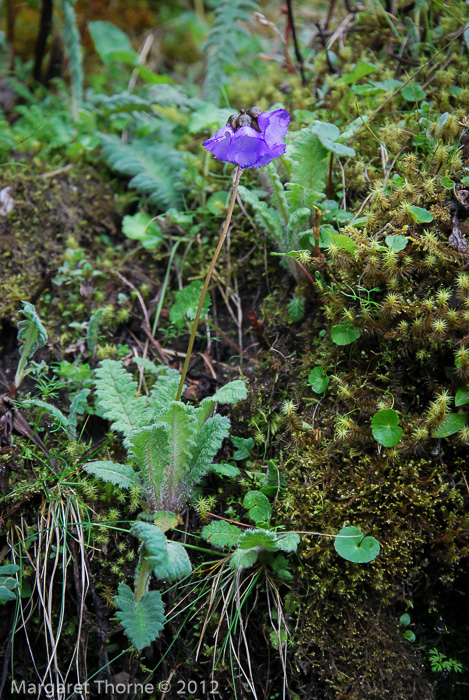 <i>Primula wattii </i>