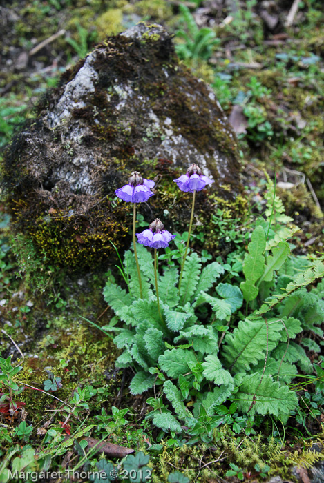 <i>Primula wattii </i>