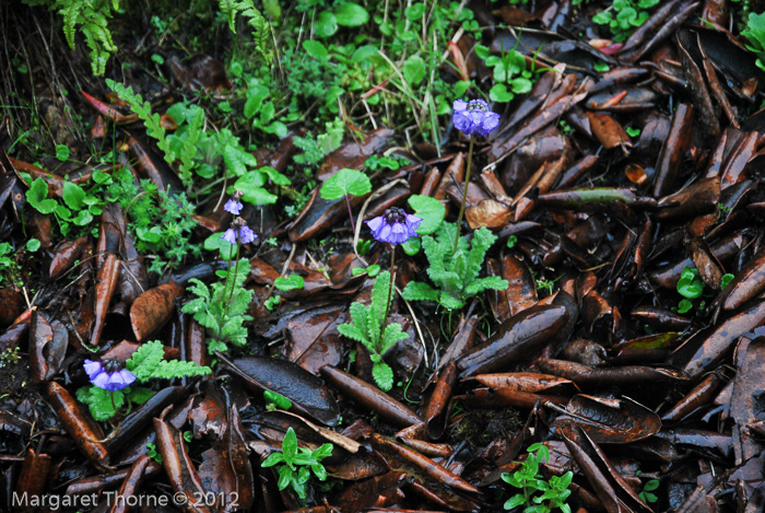 <i>Primula wattii </i>