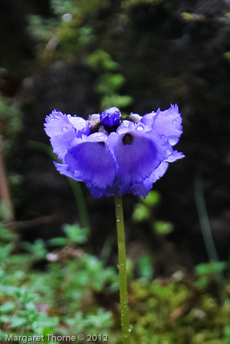 <i>Primula wattii </i>