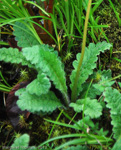 <i>Primula wattii </i>