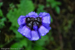 <i>Primula wattii </i>