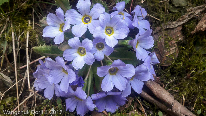 <i>Primula whitei </i>