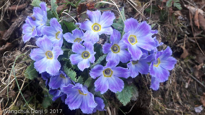 <i>Primula whitei </i>