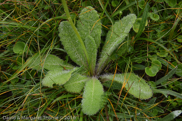 <i>Primula wigramiana </i>