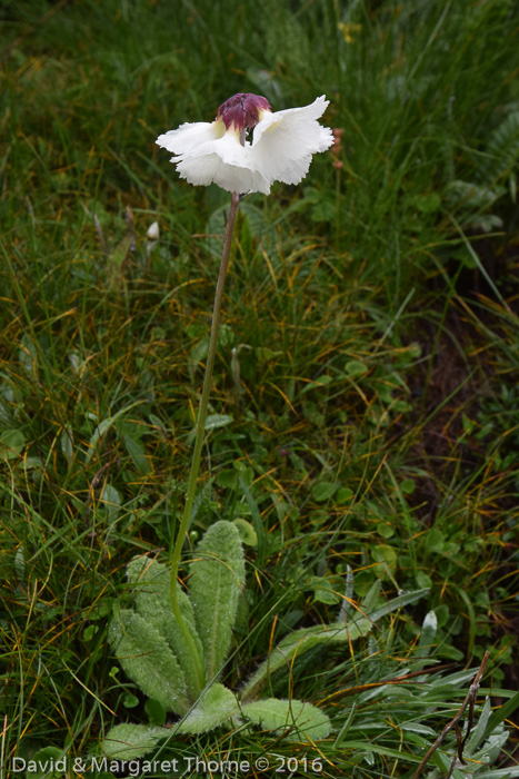 <i>Primula wigramiana </i>