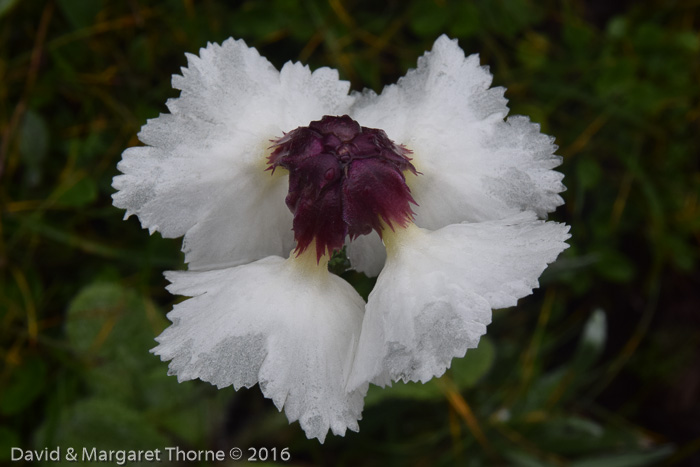 <i>Primula wigramiana </i>