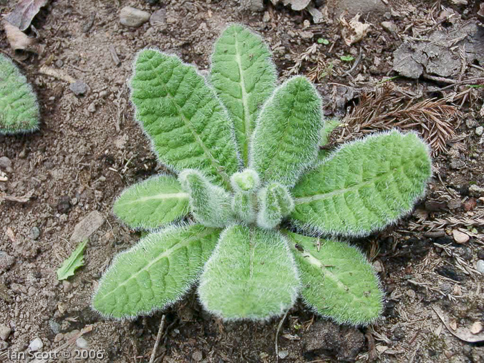 <i>Primula wigramiana </i>