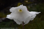 <i>Primula wigramiana </i>