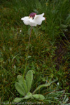 <i>Primula wigramiana </i>