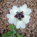 <i>Primula wigramiana </i>