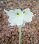 <i>Primula wigramiana </i>