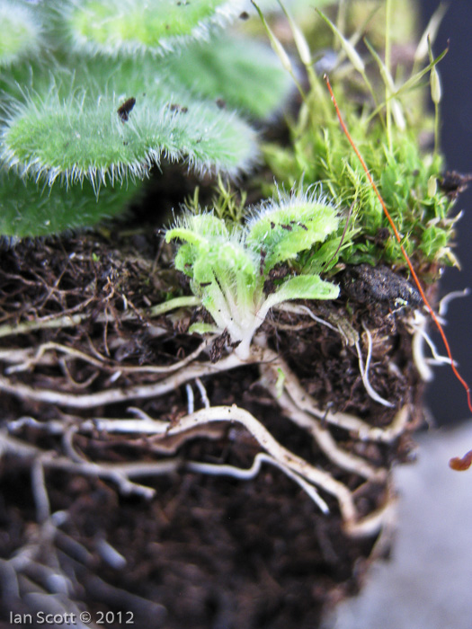 <i>Primula wollastonii </i>