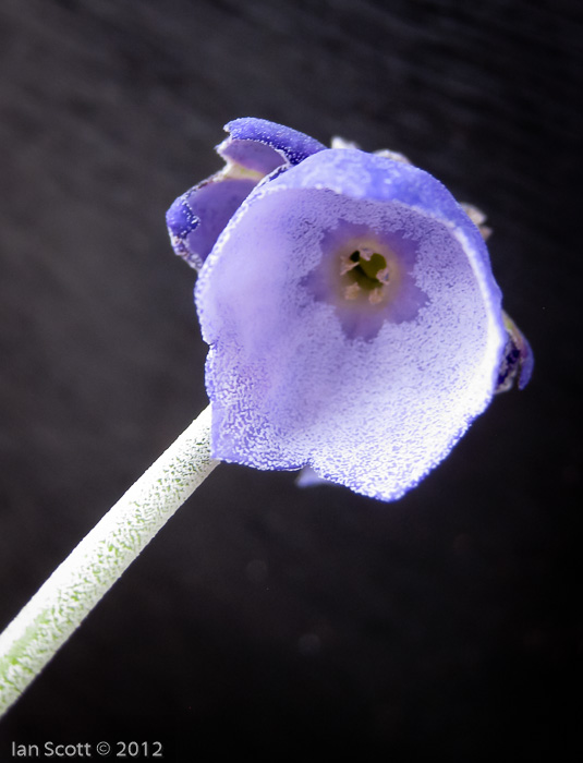 <i>Primula wollastonii </i>