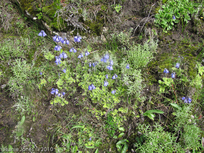 <i>Primula wollastonii </i>