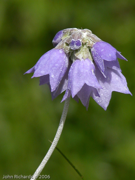 <i>Primula wollastonii </i>