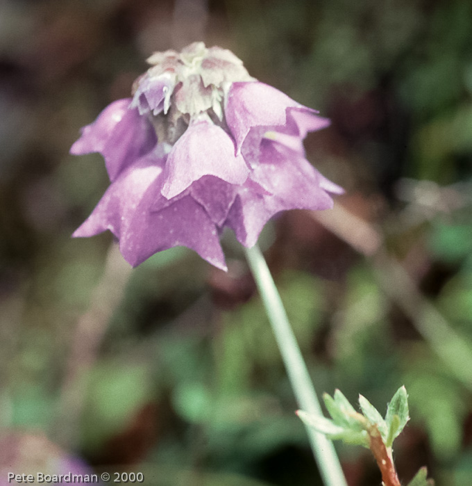 <i>Primula wollastonii </i>