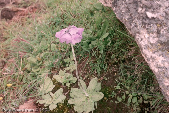 <i>Primula wollastonii </i>