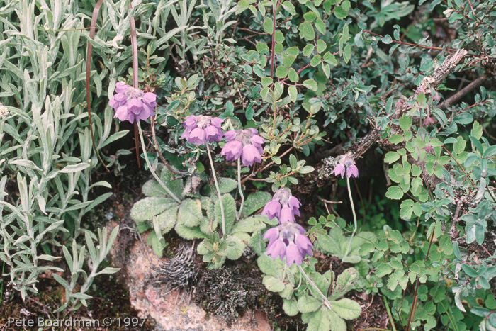 <i>Primula wollastonii </i>