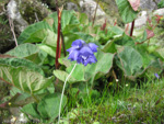 <i>Primula wollastonii </i>