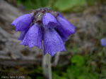 <i>Primula wollastonii </i>