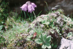 <i>Primula wollastonii </i>