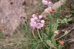 <i>Primula wollastonii </i>