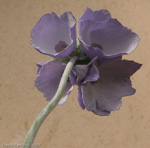 <i>Primula wollastonii </i>