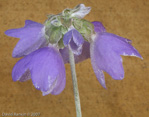 <i>Primula wollastonii </i>