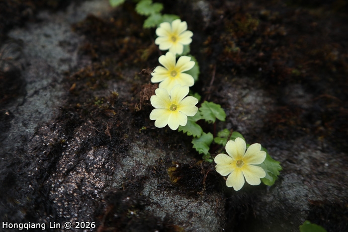 <i>Primula wolongensis </i>