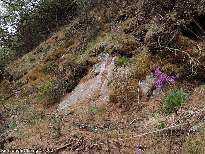 <i>Primula woodwardii </i>