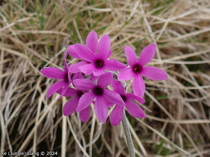 <i>Primula woodwardii </i>